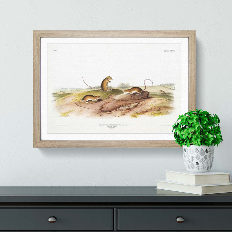 Jumping Mice by J.W. Audubon - Picture Frame Painting Print, Oak, 50cm H x 76cm W x 2cm D