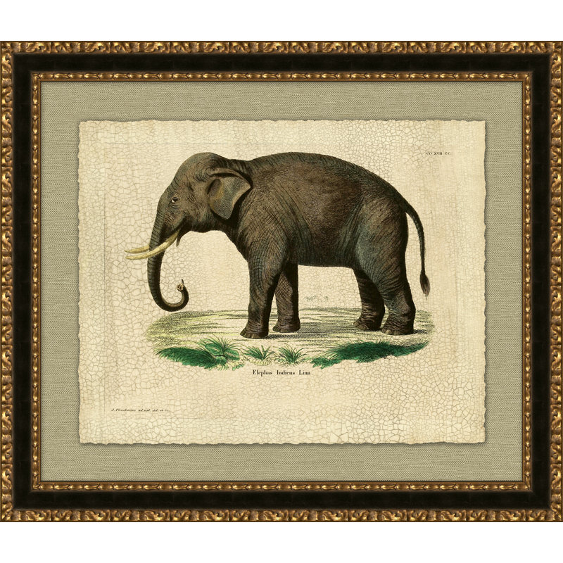 Elephas Indicas Print