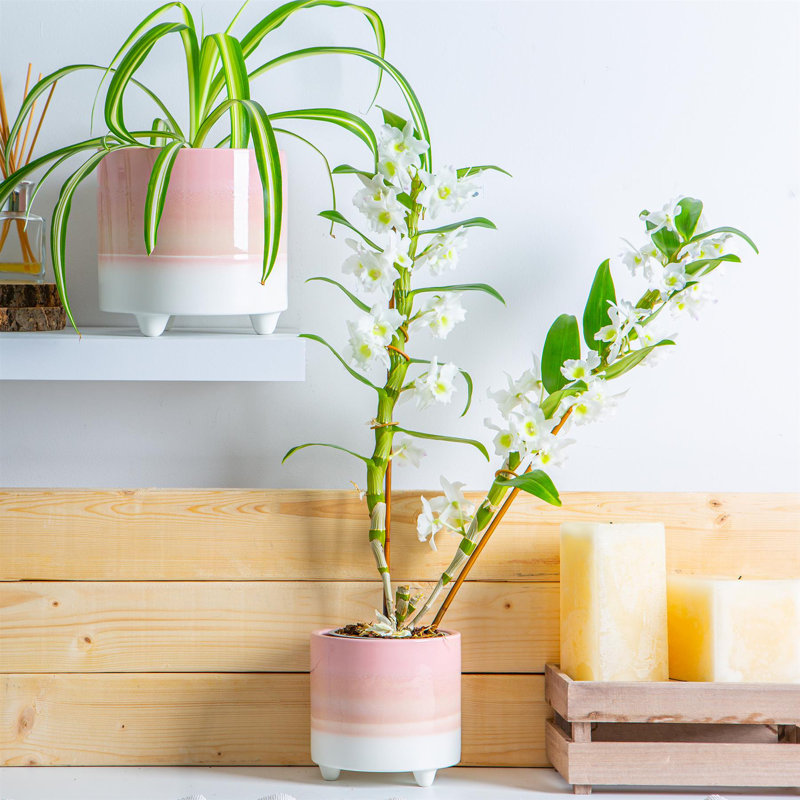 Ceramic Pot Planter, Pink