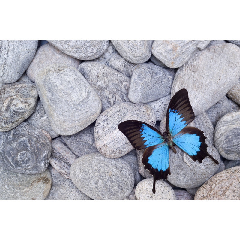 Butterfly On Pebbles by Abzee - No Frame Art Prints on Canvas, 81cm H x 122cm W