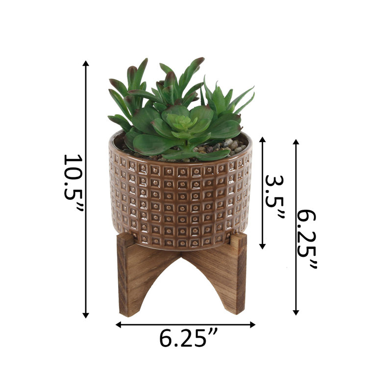Plante succulent en pot