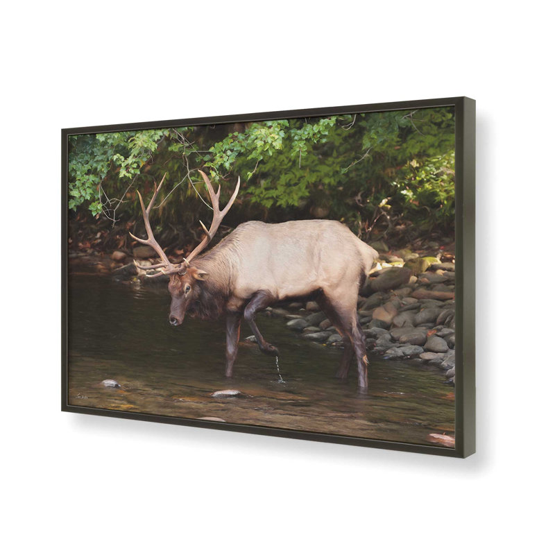 «Cherokee Elk II» par Lori Deiter, reproduction d'art, Noir, L 48 x H 36, Impression encadrée