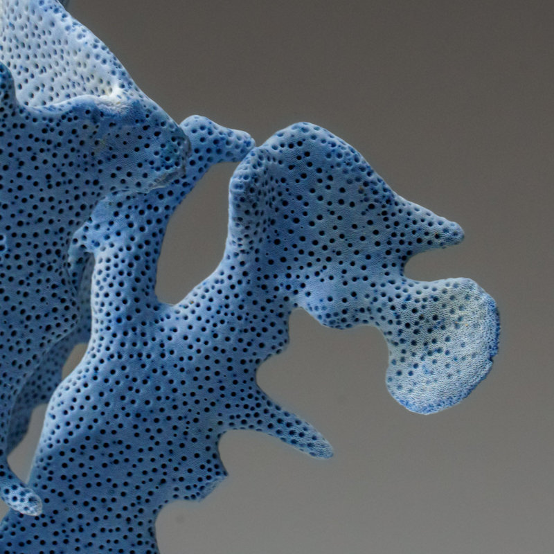 Genuine Blue Ridge Coral (8", 3 Lbs)