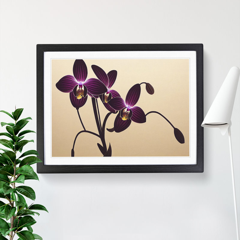 Striking Orchid Flowers - Single Picture Frame Print, Black, 46cm H x 64cm W x 2cm D