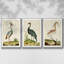 Heron Portrait I, ensemble de 3 toiles encadrées-97792280-97792281