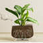 Ceramic Pot Planter