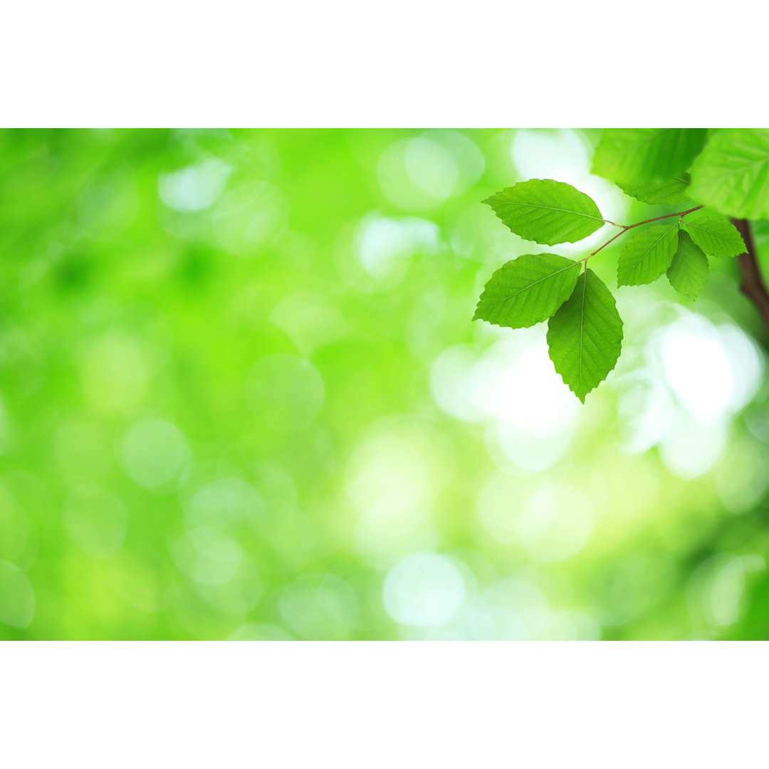 Green Leaves von Borchee - Druck auf Leinwand ohne Rahmen