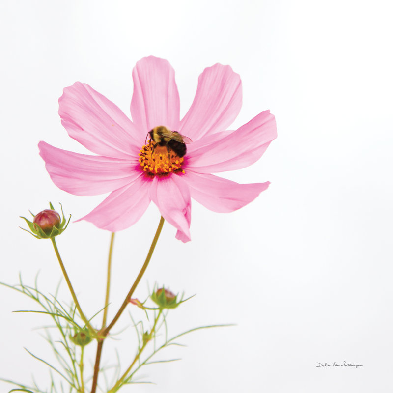 «Pale Cosmos II» par Van Swearingen, Debra - reproduction, H 30 po x l 30 po