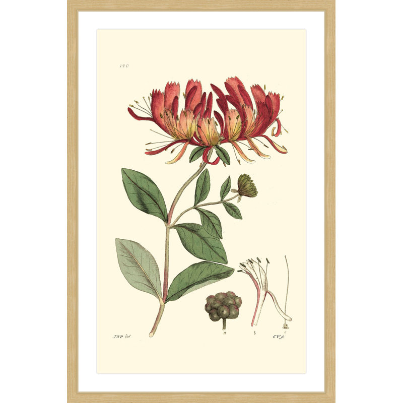 "Antique Floral II", reproduction encadrée, H 36 po x l 24 po x P 1,5 po