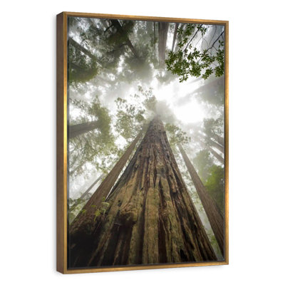 Sequoia Forest Redwoods