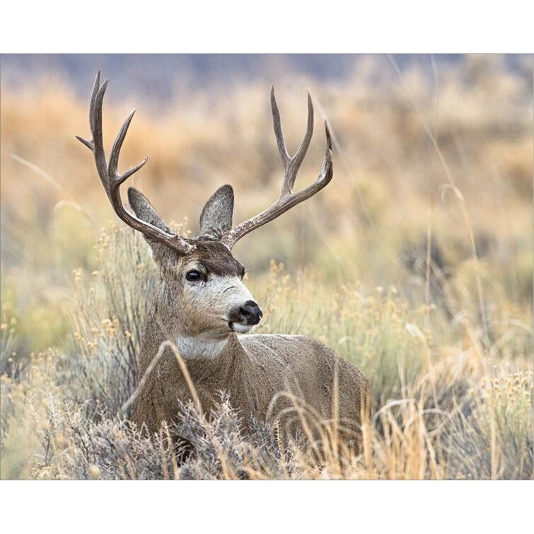 Loon Peak® Mule Deer Buck On Canvas Print | Wayfair