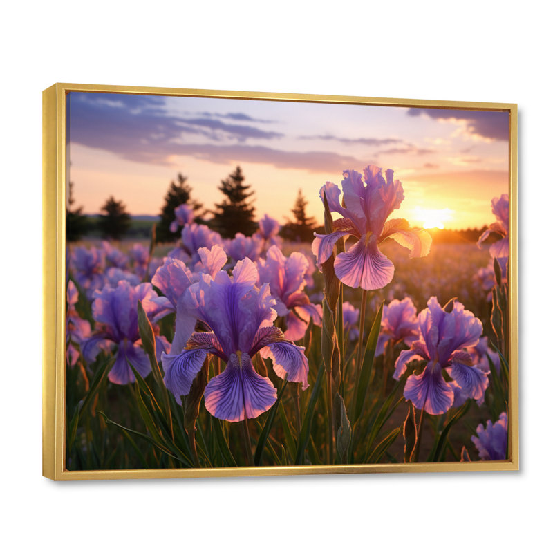 Champ d'iris mauve avec coucher de soleil II, Cadre flottant doré, H 12 po x l 20 po x P 1 po