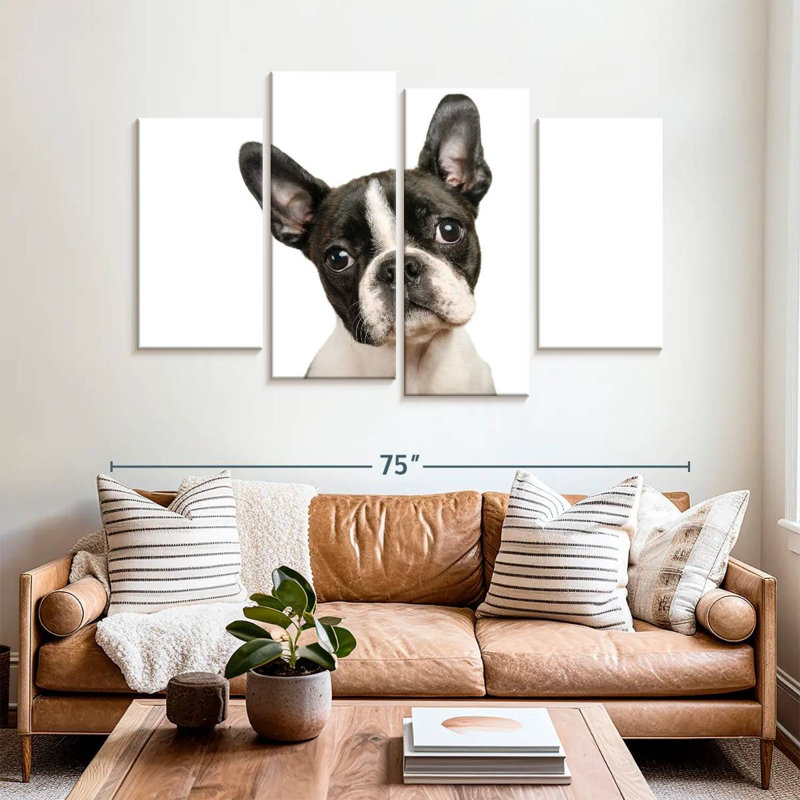 Brampt Little Boston Terrier, H 42 po x l 68 po
