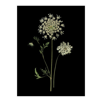 Pressed Botanical Giclees On Black Set by Sandy Whitaker