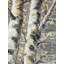 «Budding White Birches - Grey Landscape», reproduction d'art encadrée-220909193-220909195