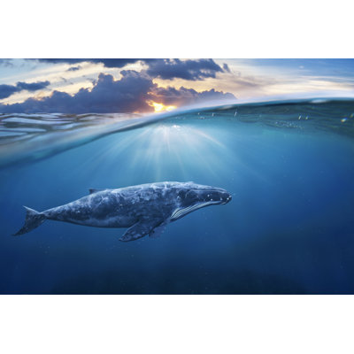 " Whale In Half Air "
