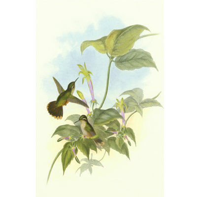 Single Gould Hummingbird (IP) II - Wrapped Canvas Painting