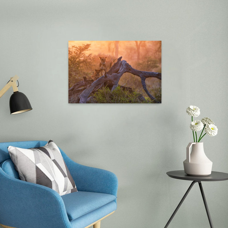 Golden Hour African Lions Peaceful Serene Abstract Cat Lion Nature Sunset Wall Art Print 1 Piece Wrapped Canvas Wall Art