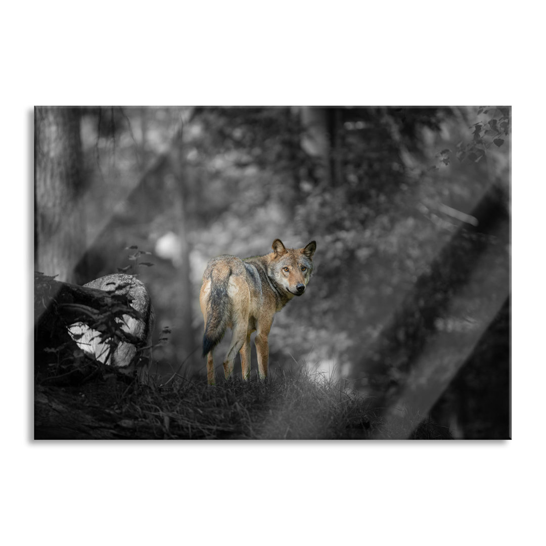 Glasbild Ängstlicher Wolf im Wald