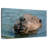 Brampt Beaver In The Water-108905265