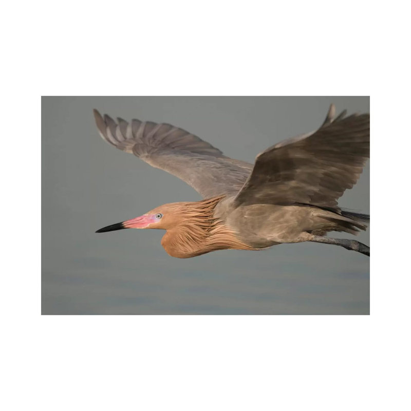 Reddish Egret Flying, Fort Desoto Park, Florida by Steve Gettle - Wrapped Canvas Print, 20.32 cm H x 30.48 cm W