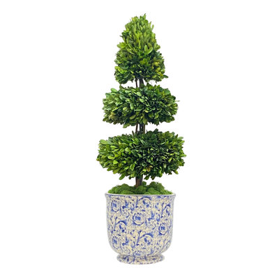 Topiaire en buis préservé 28 "en pot