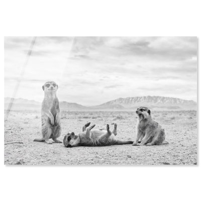 Drôle de suricate trio, reproduction sur acrylique, art de salon