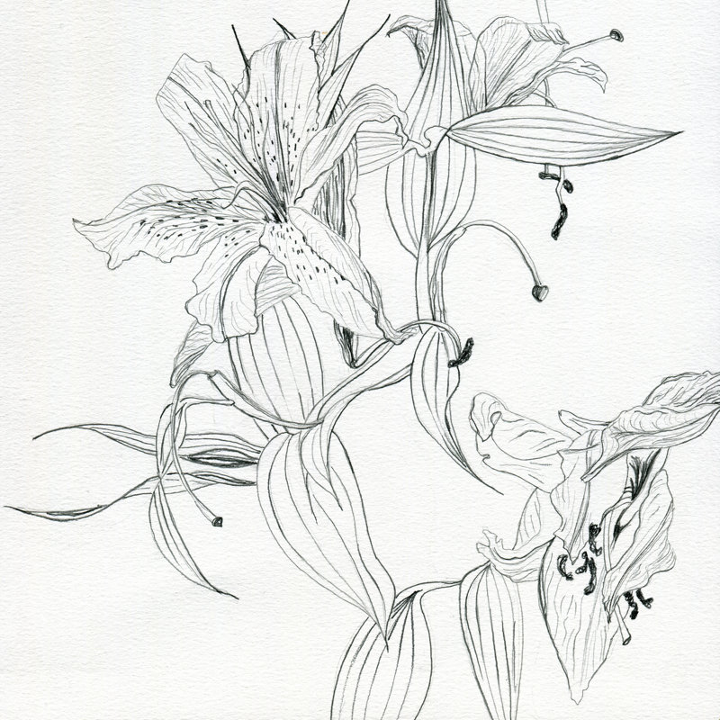 Crayon lys - impression sur toile tendue, H 12 po x l 12 po, Non, Cadre simple noir