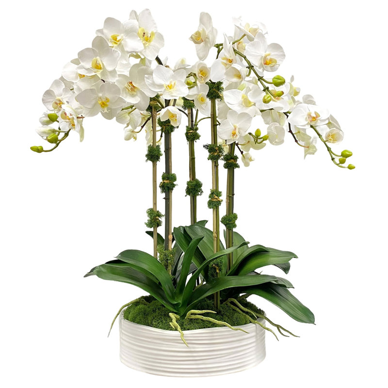 Orchidée dans un bol