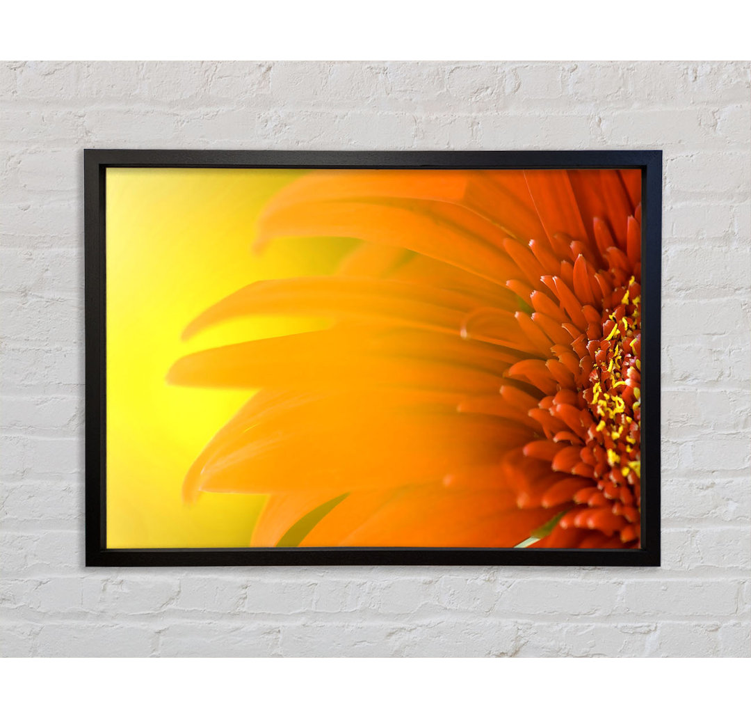 Orange Flower Mist - Einzelner Bilderrahmen Kunstdrucke auf Leinwand