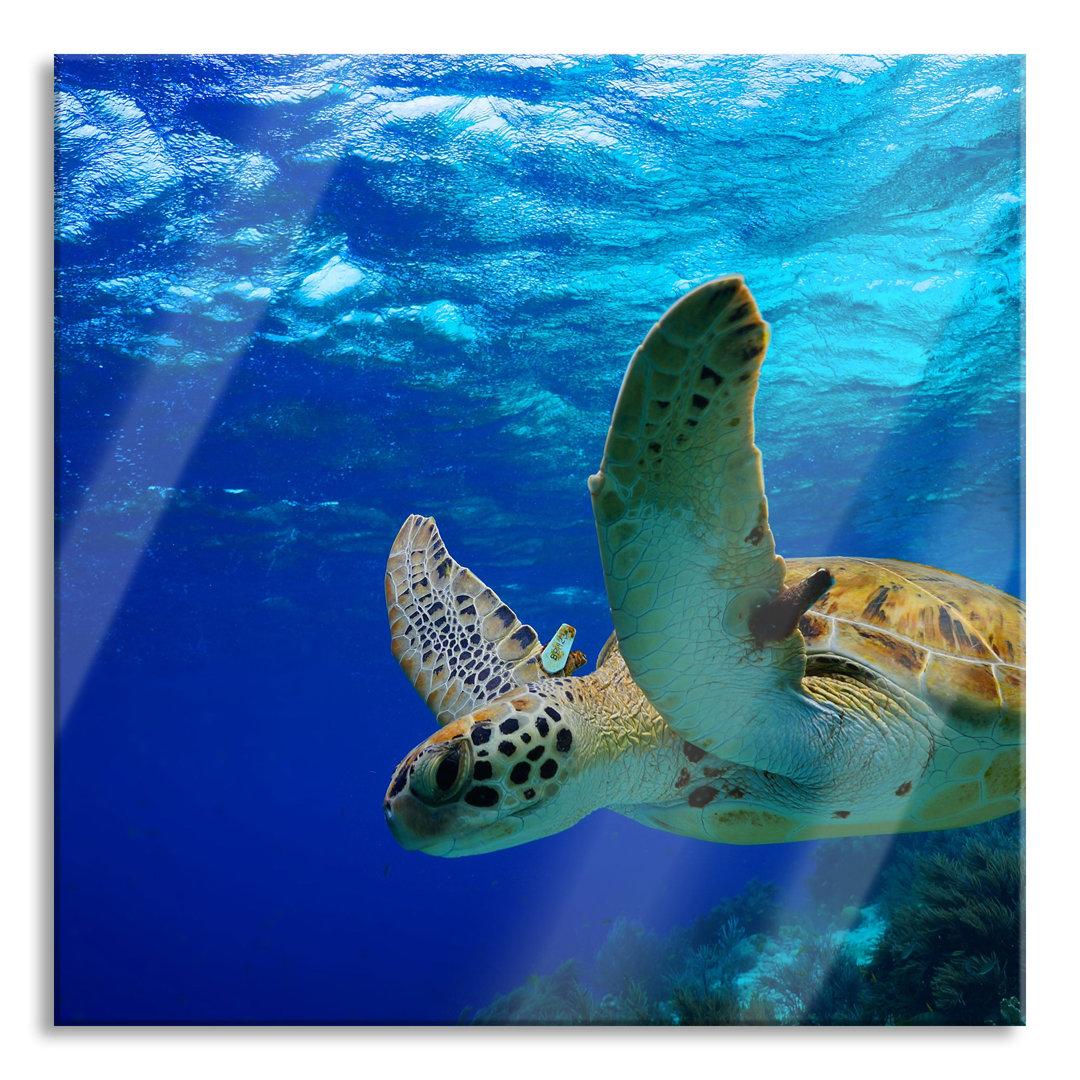 Ungerahmtes Foto auf Glas "Turtle in a Reef