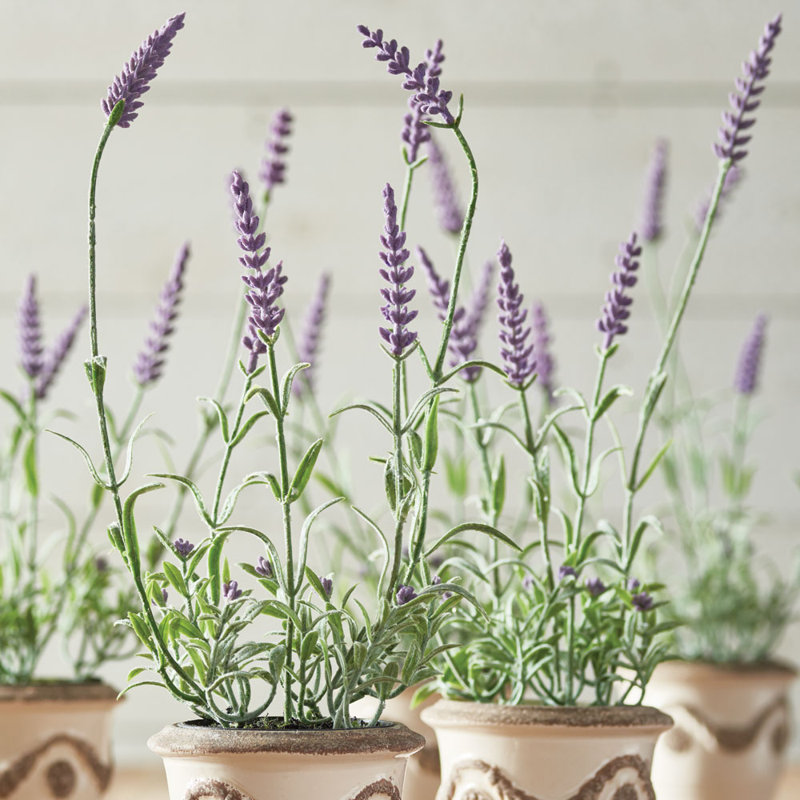 French Lavender Floral Arrangements in Pot