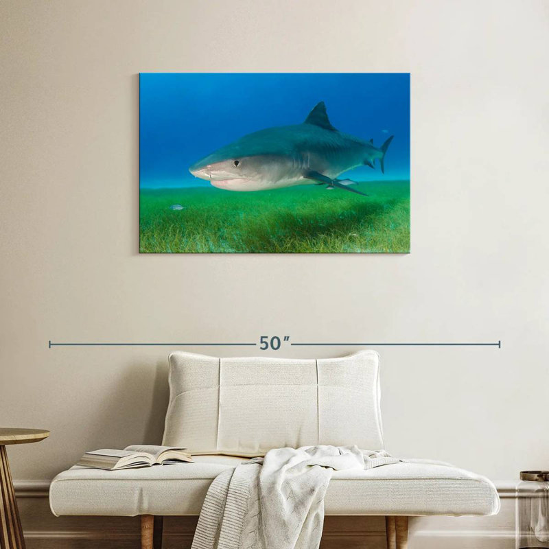 Tiger Shark On Sea Grass