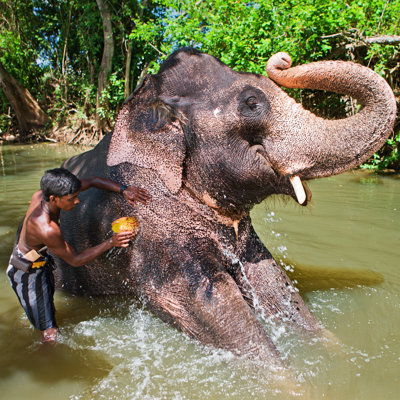 Mahout Bathing His Elephant by Hadynyah