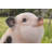 Chubby Piglet Sitting Statue