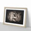 Eye Of The Zebra Paint Splash - Framed Print-56915823-56915822