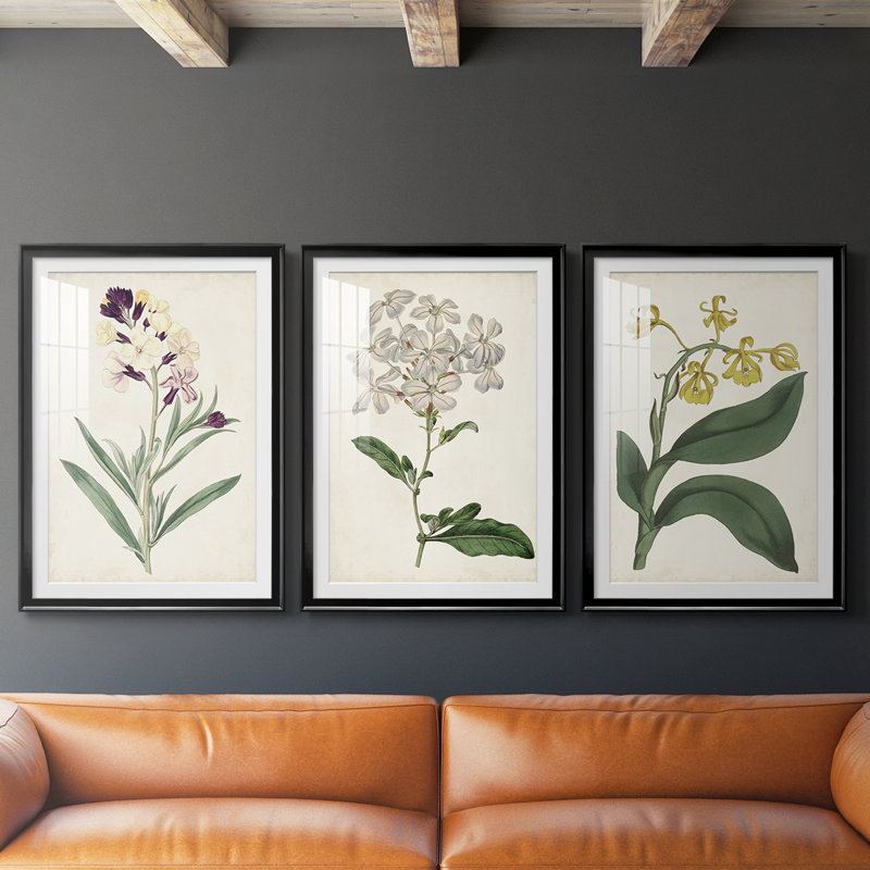 Antique Botanical Collection VII - reproduction sur mesure encadrée de qualité supérieure - 3 pièces, H 21 po x l 30 po, Noir