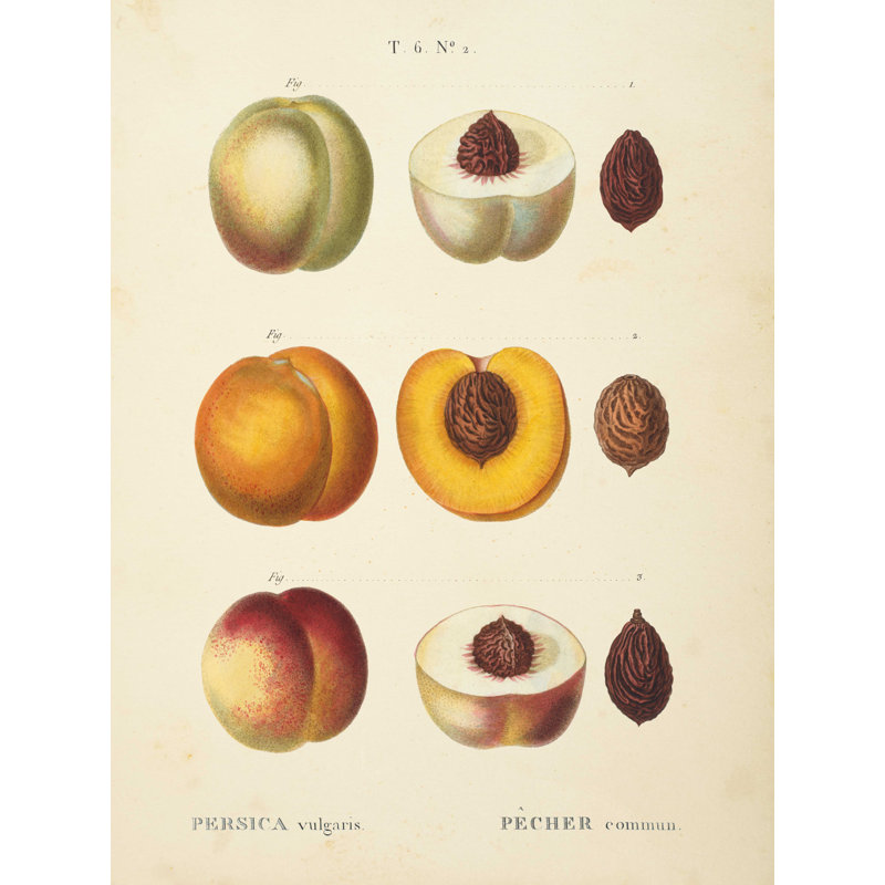 " Peaches I ", 48" H x 36" W
