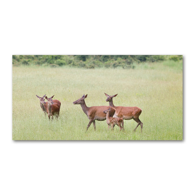 Roe With Young - Wrapped Canvas Print