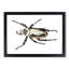Goliath Beetle by George Shaw - Picture Frame Painting Print-55620853-55620855