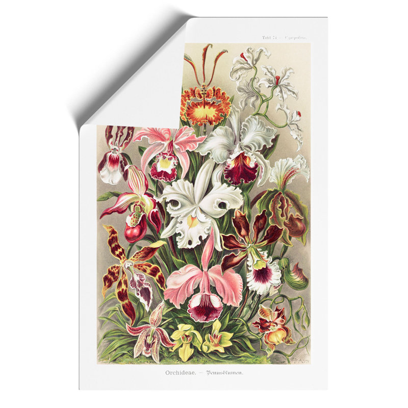Orchids by Ernst Haeckel - Frameless Print, 42cm H x 30cm W x 0.1cm D