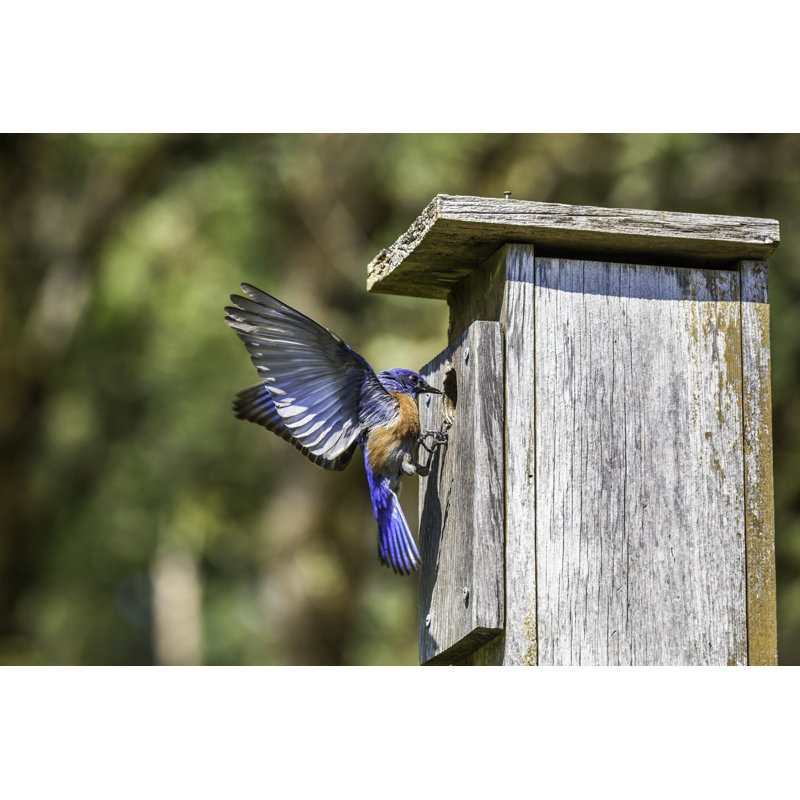 Male Western Bluebird - Wrapped Canvas Print, 81cm H x 122cm W x 3.8cm D
