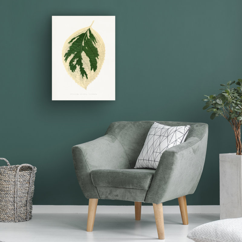 Art sur toile, "Les Plantes A Hydrangea Japonica Variegata", H 24 po x l 18 po