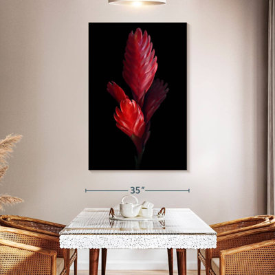 Harnek Bromeliad