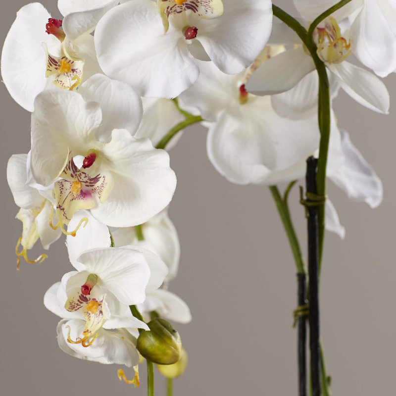 Orchid Arrangement in Vase