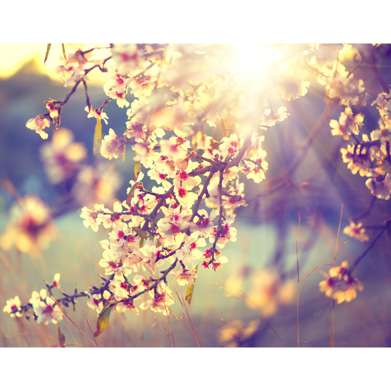 Adhésif décoratif fleurs à coucher à coucher de soleil cerises, H 22 po x l 28 po