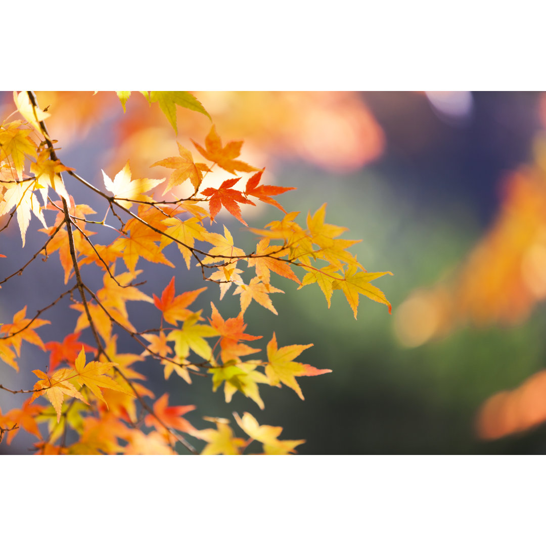 Herbstliche Ahornblätter - Leinwandbild