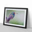 Broad-Billed Hummingbird in Abstract - Picture Frame Graphic Art Print-55681280-55681285