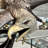 Bronze Swooping Eagle Sculpture