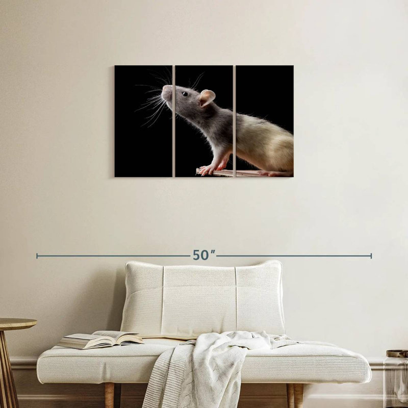 Brampt Rat Close Up, 20" H x 33" W